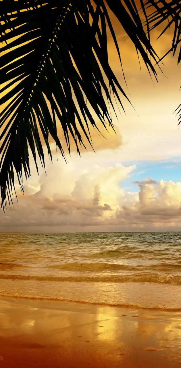 Beach Sea And Palm