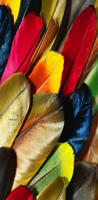 Color Feather