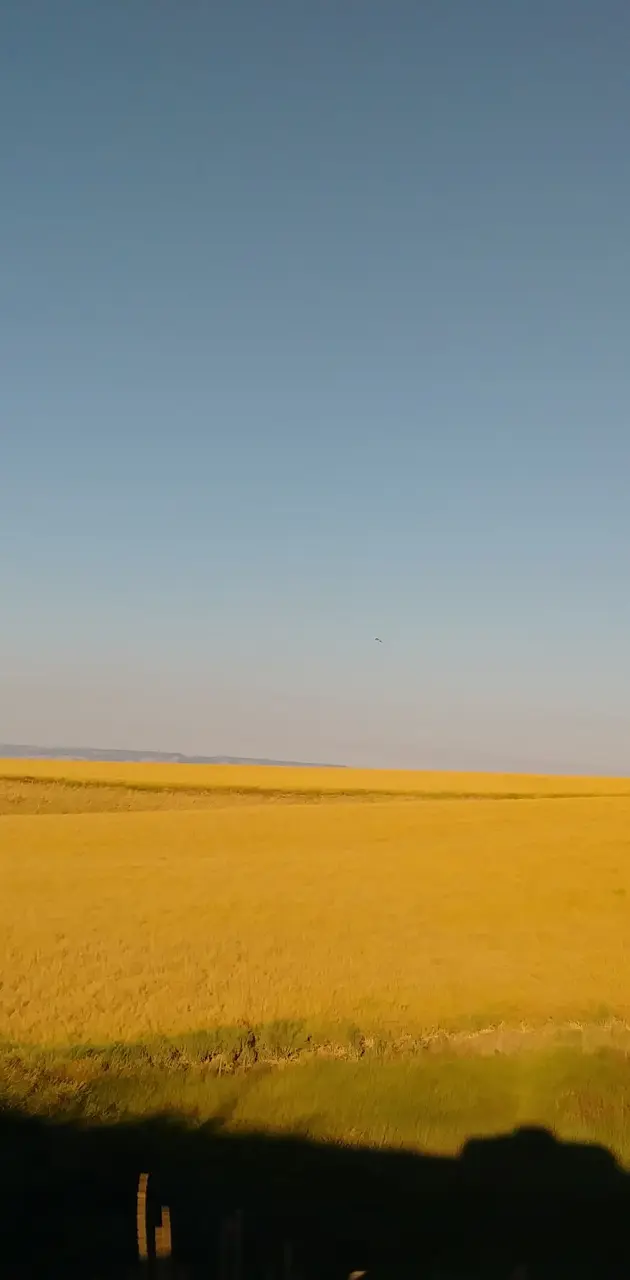 Canola field 