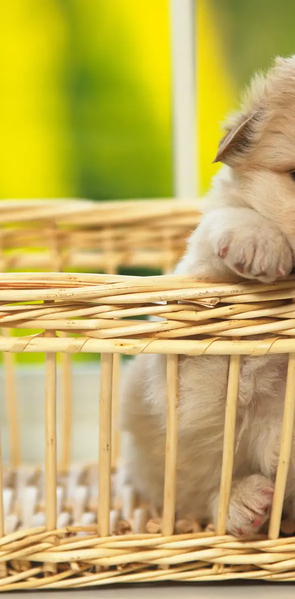 Dog In Basket
