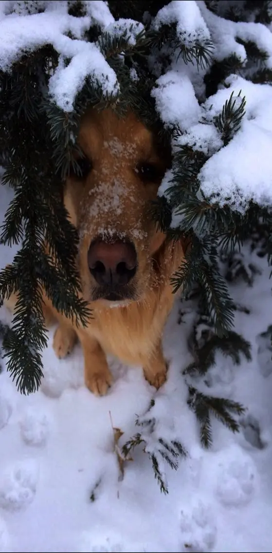 Snowy Dog