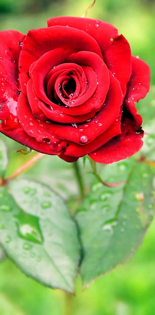 beautiful red rose wallpaper download