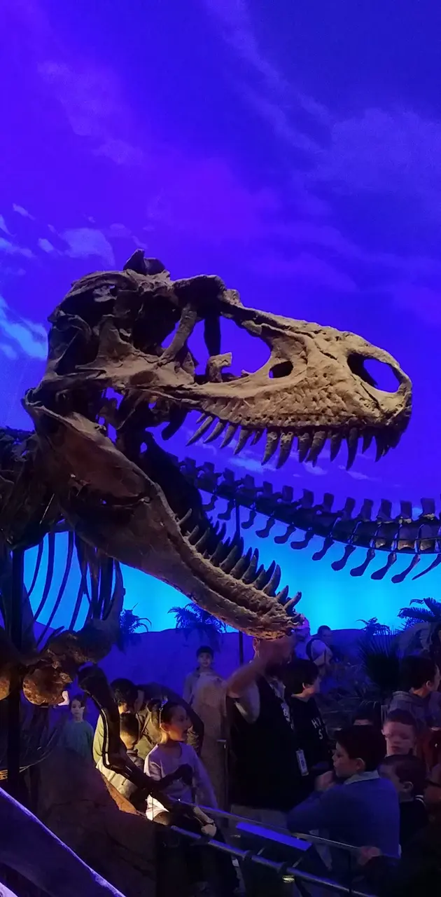T-rex skeleton
