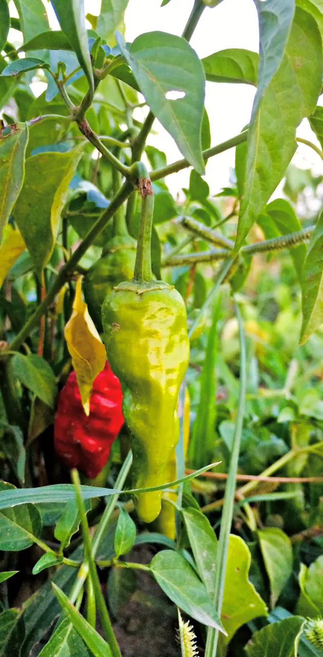 Green red chilli 