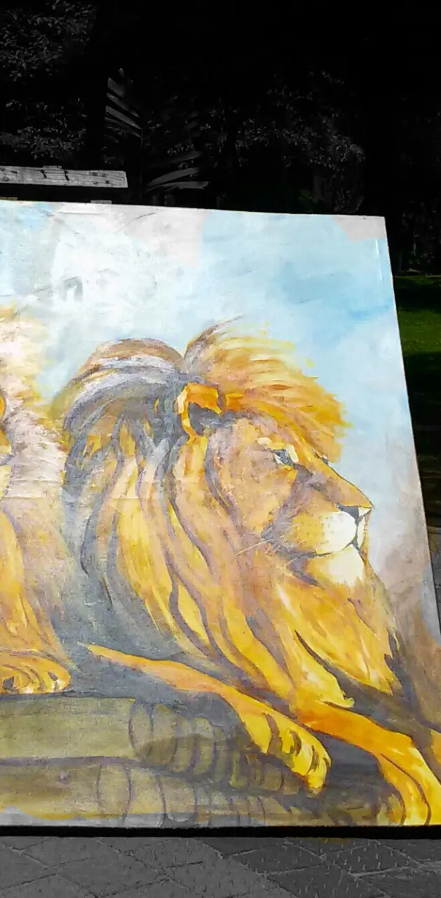 drawing lion