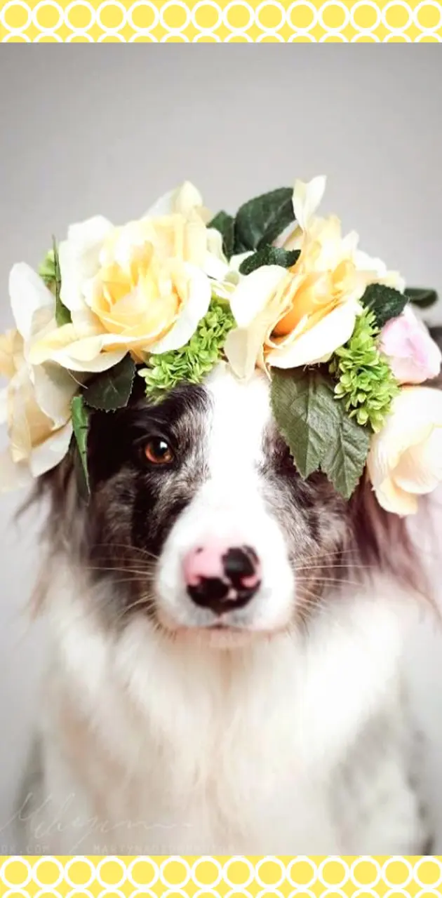 Flower dog