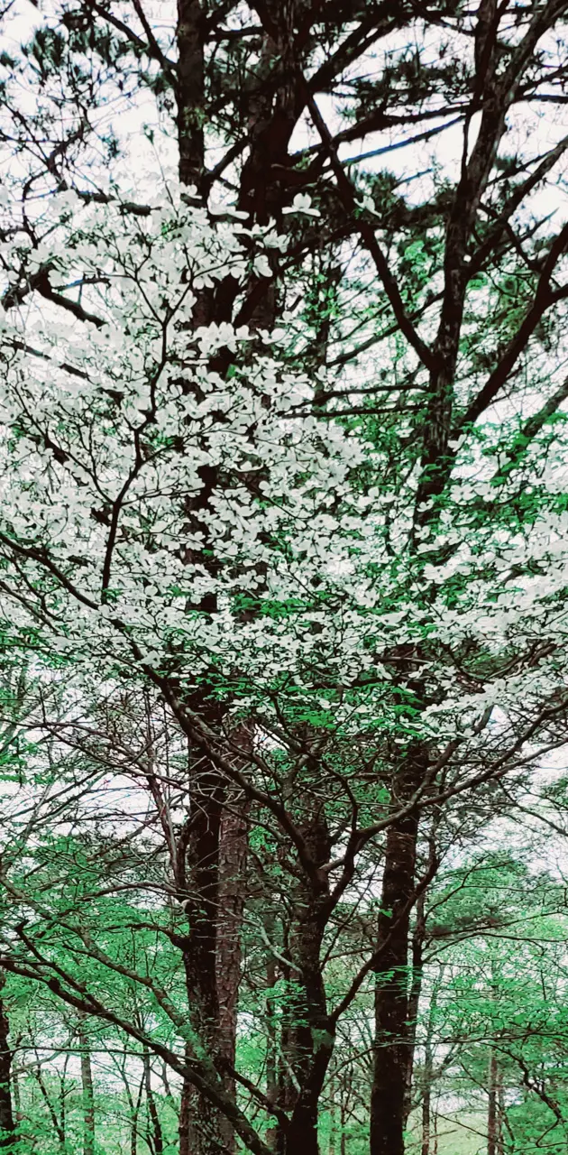 Springtime trees