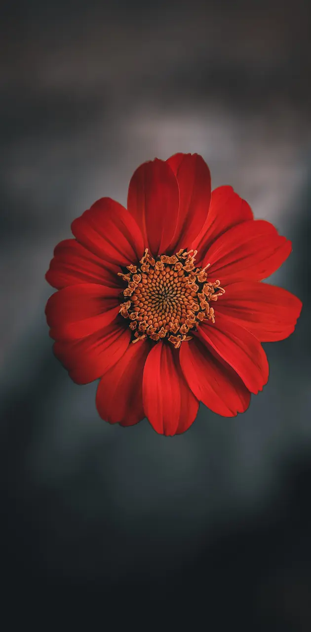 Flower  with blood red