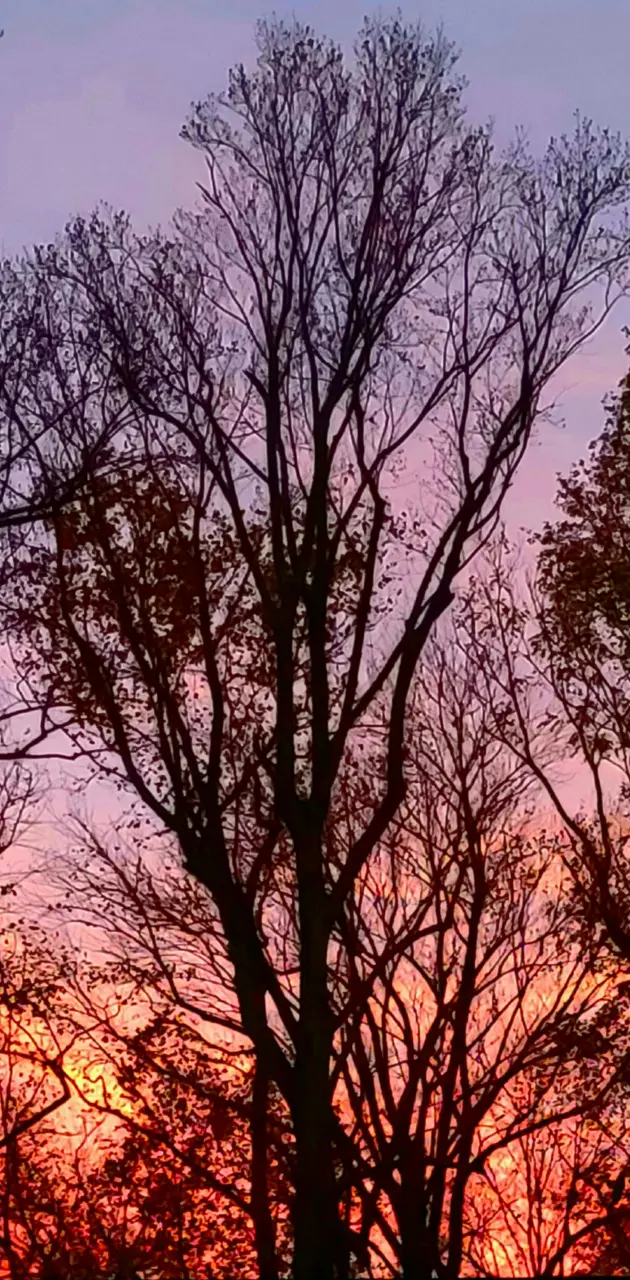 Vivid Sunset trees