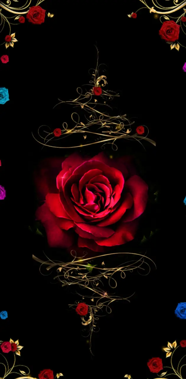 Midnight Red Rose 