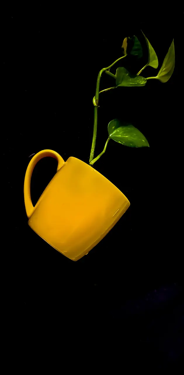 Plant in mug