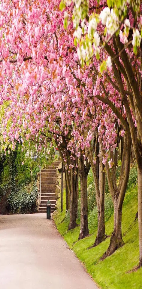 Tree Bloosom Pink