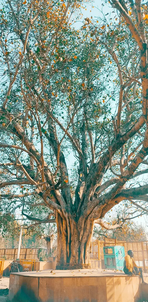 Peepal tree
