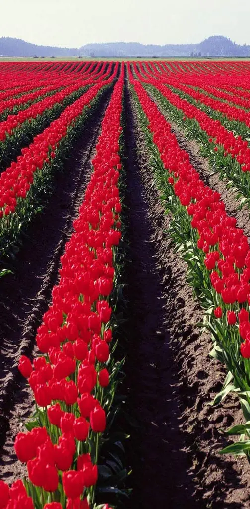 Red Tulips Farm