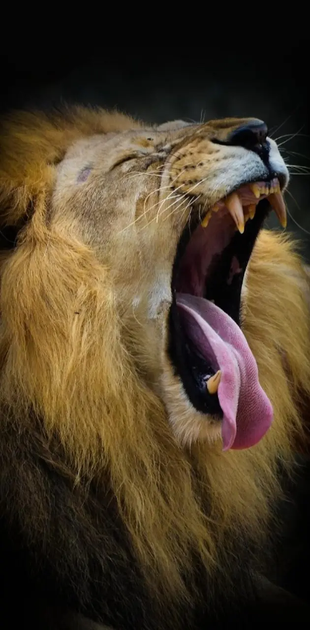 Chanting lion