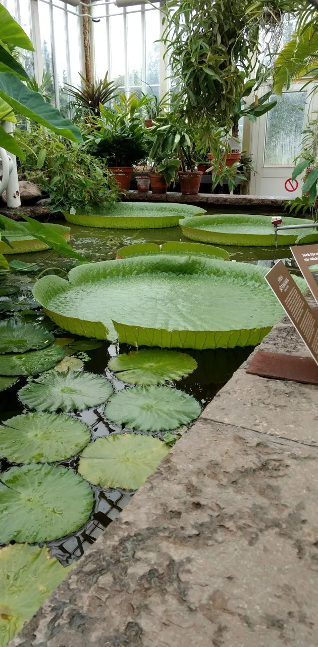 Lily pad in Garden