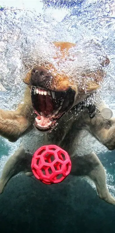 Dog Under Water