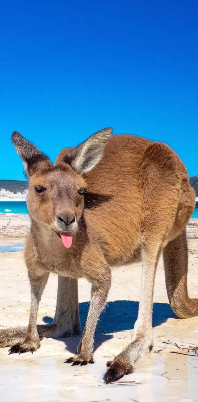 Beach Kangaroo