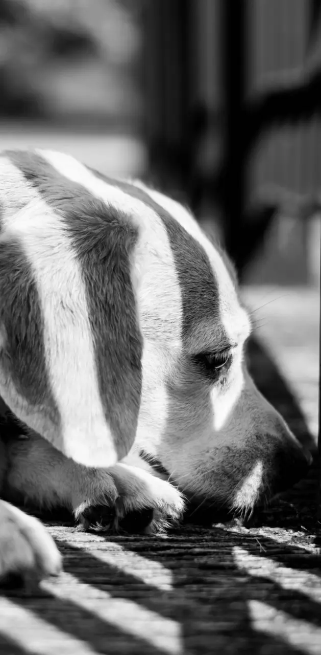 Sad beagle