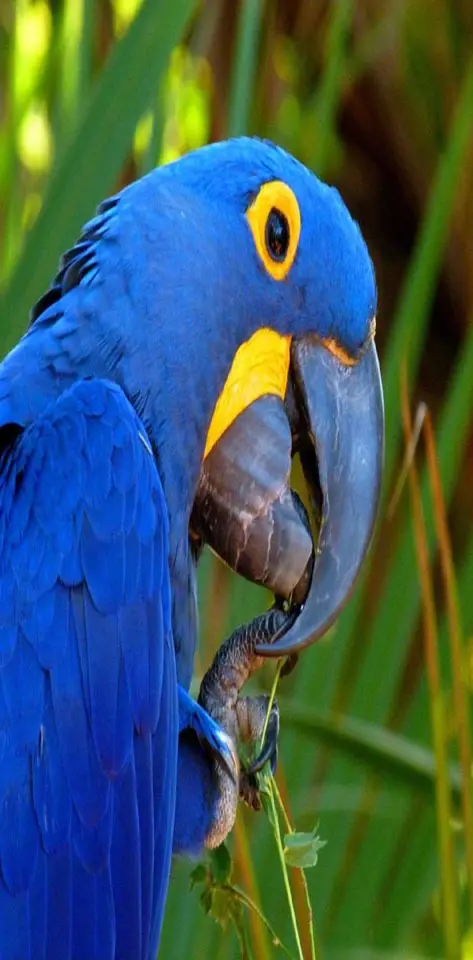 Macaw Blue Parrot
