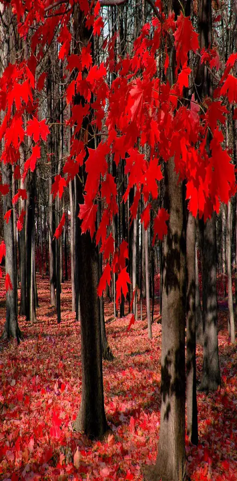 Red Autumn Leaves