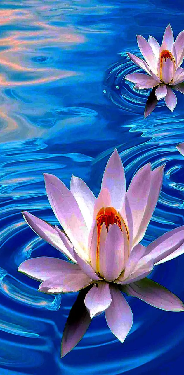 Beautiful  Lotus