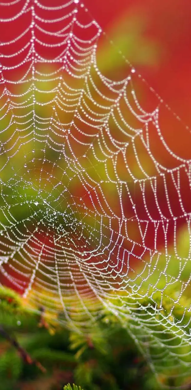 Spider Web Closeup