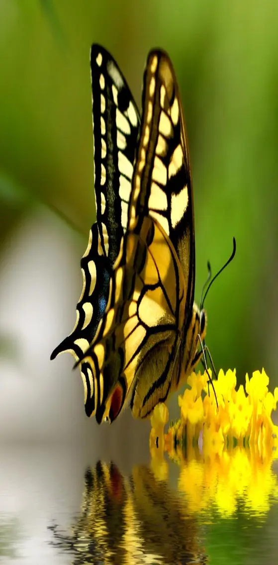 Awesome Butterfly