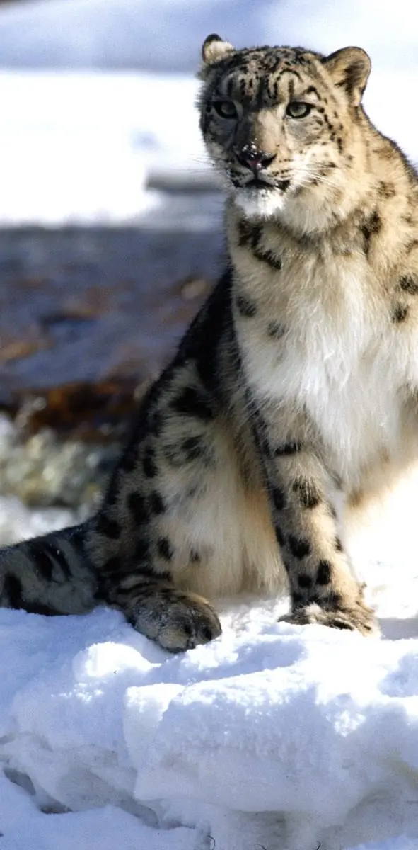 Focused Snow Leopard