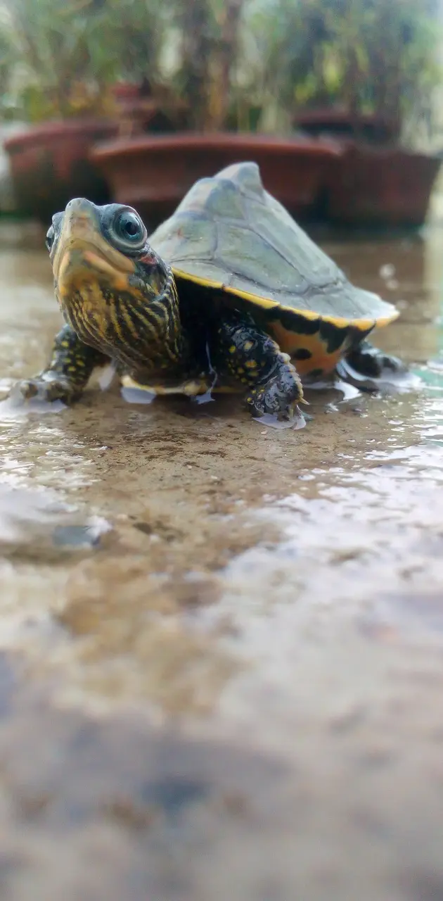 Turtle baby