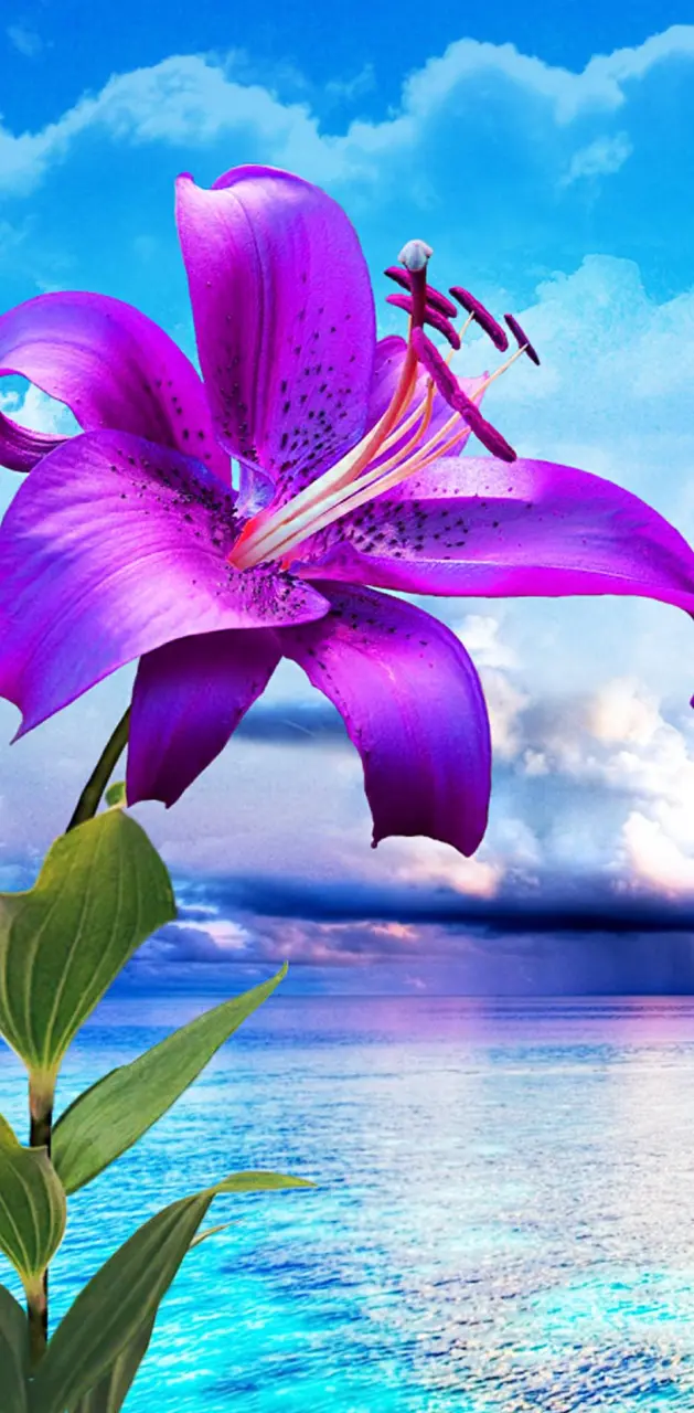 Purple lilies 