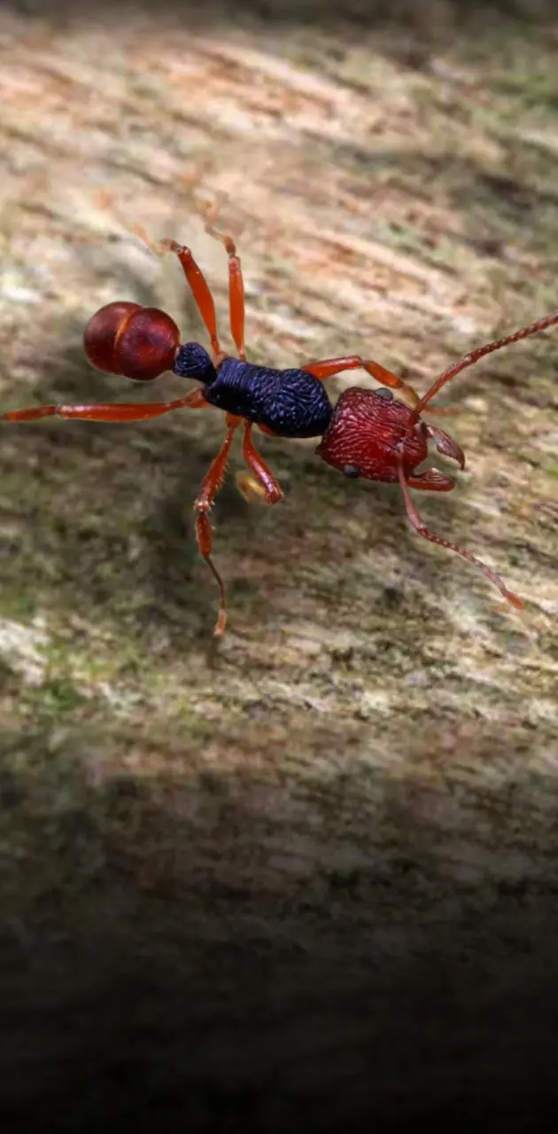 Pirple red Ant