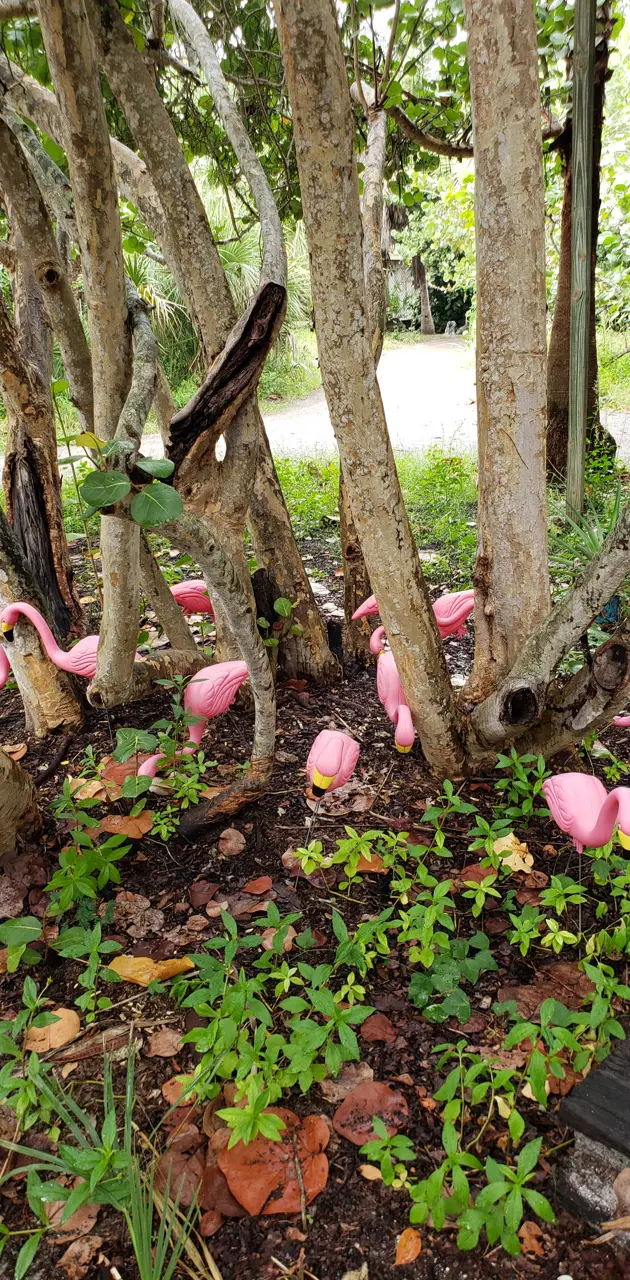 Flamingos in a garden