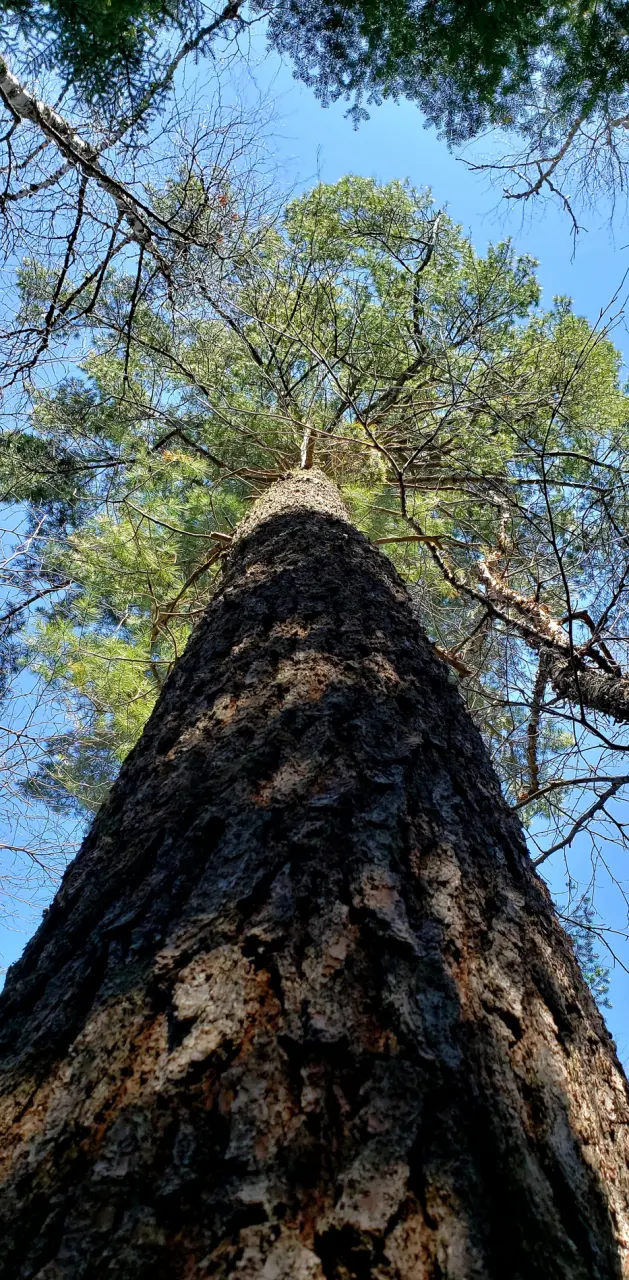 Tallest tree ever
