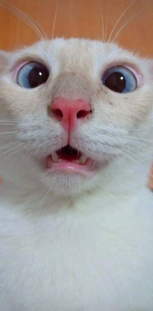 Kedi selfie