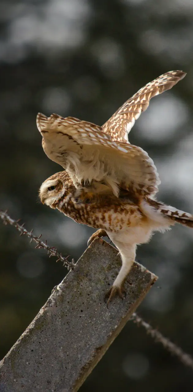 Owl and wind