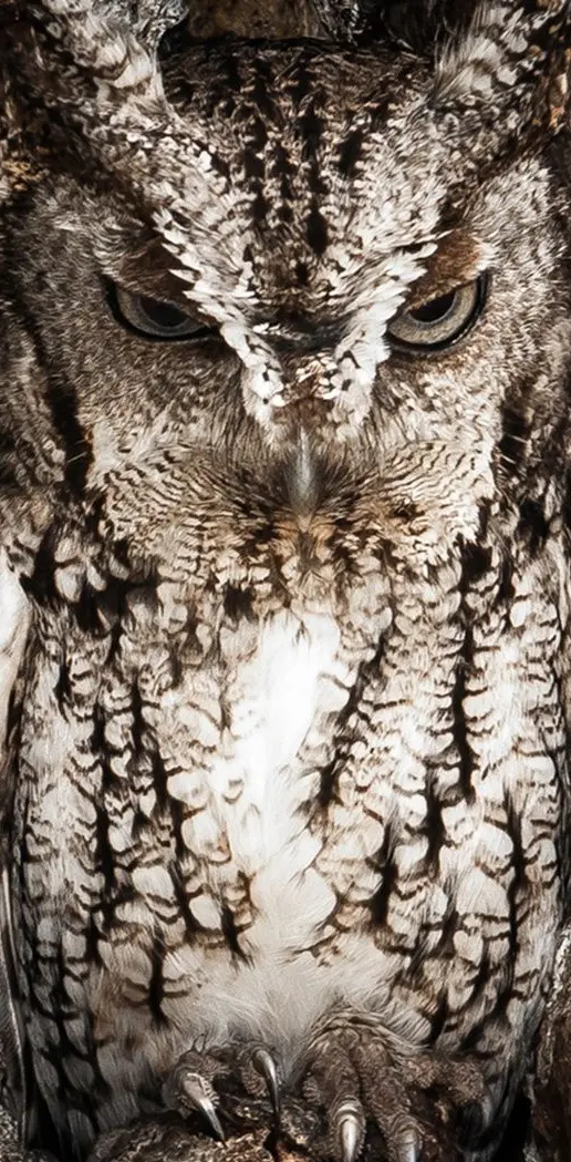 Owl Blending In