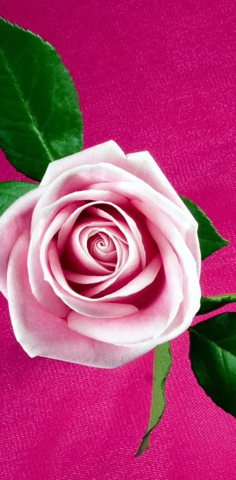 Pink Rose Hd