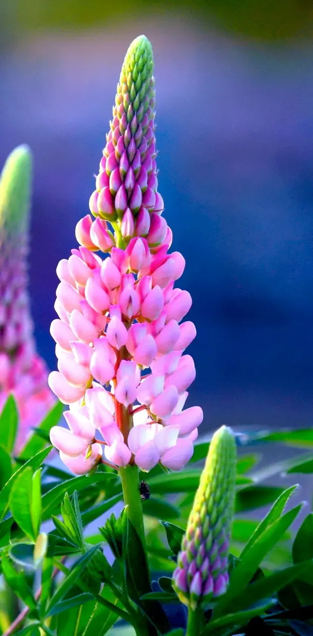 Spring Lupins