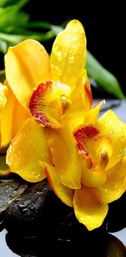 Yellow orchids spa