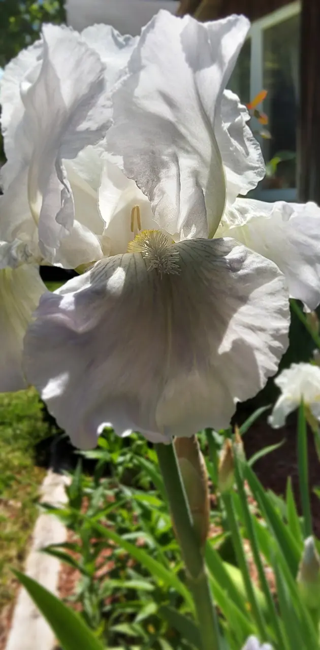 White Irises 