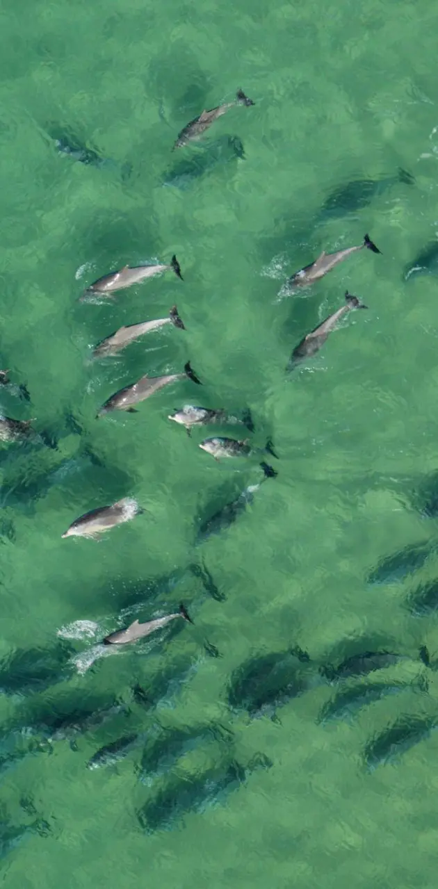 Dolphins near AUS