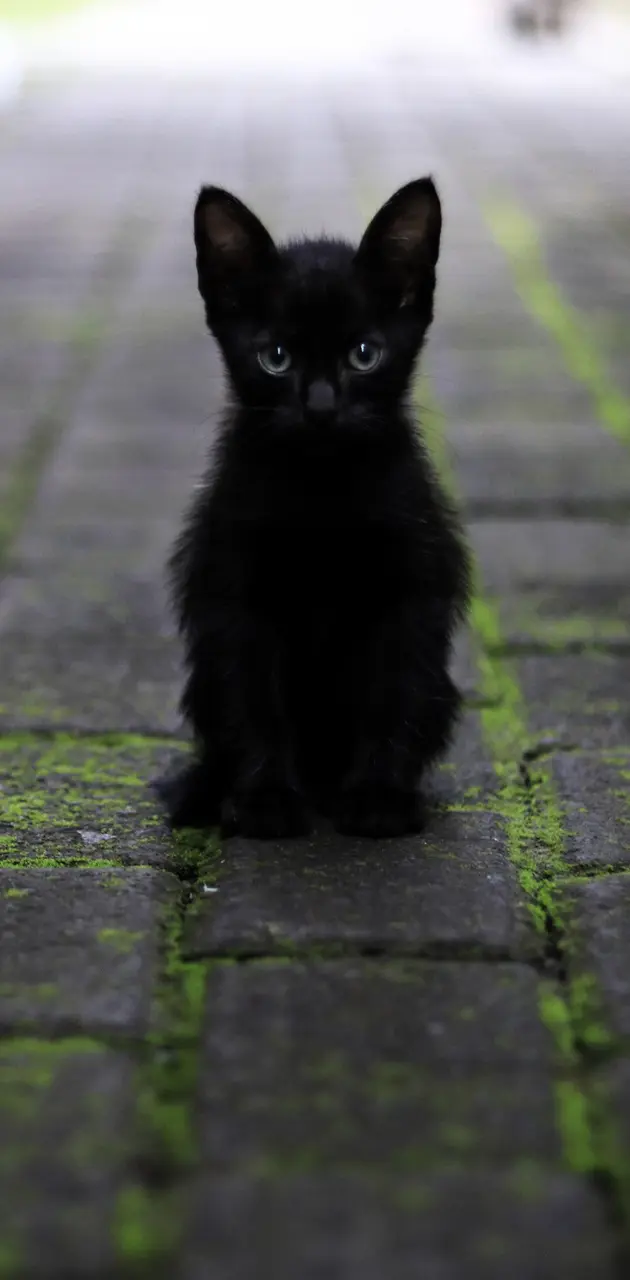 Black Kitten 