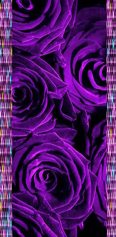 Purple rose by Ofra