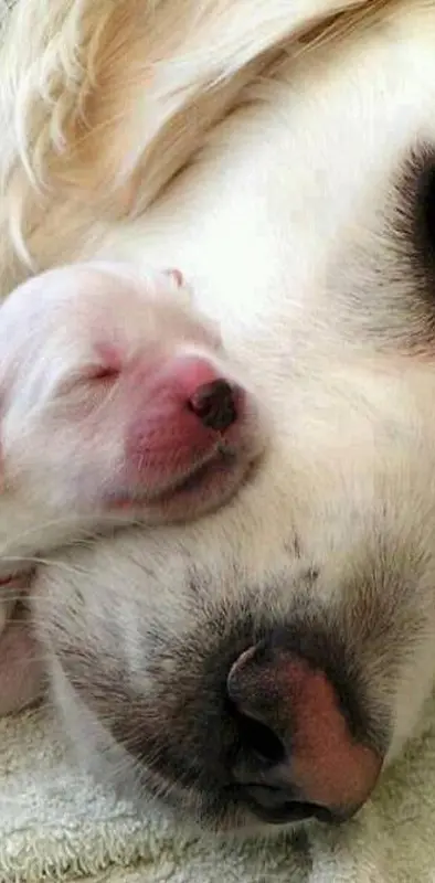Mum and pup cuddle