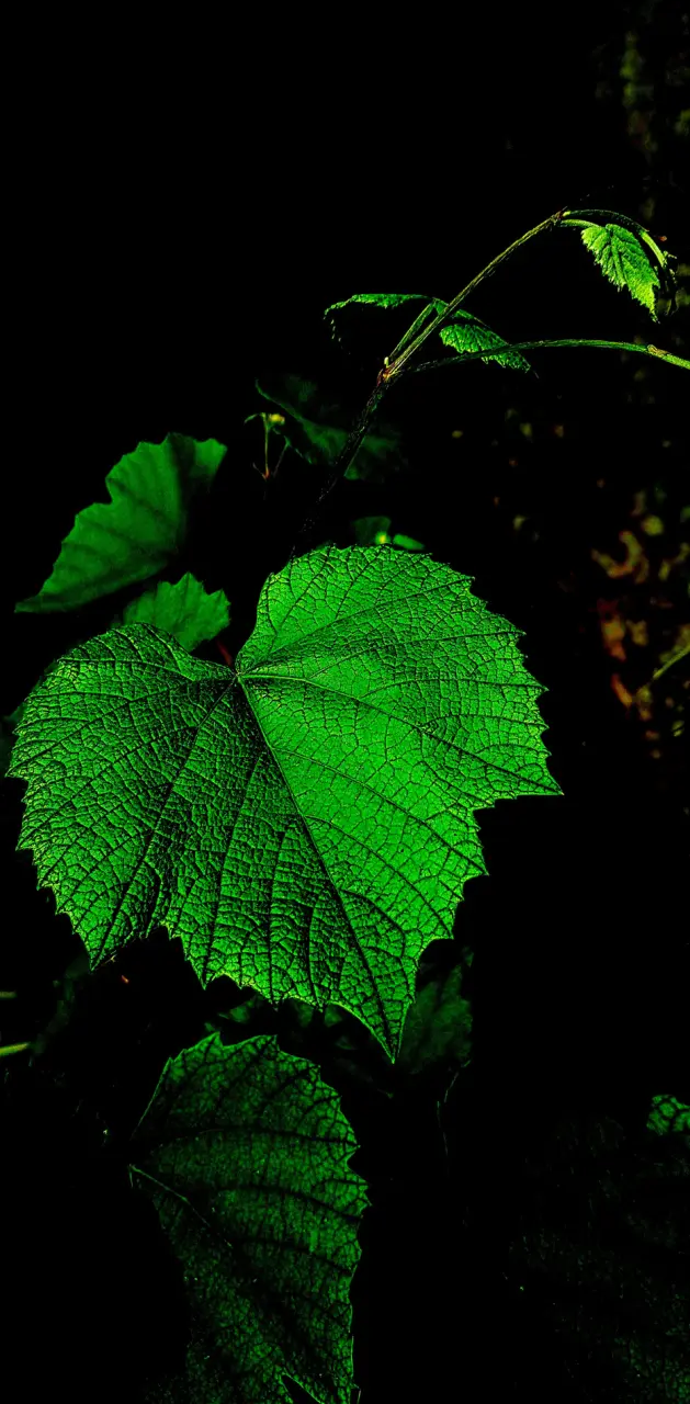 Dark Leaf background 