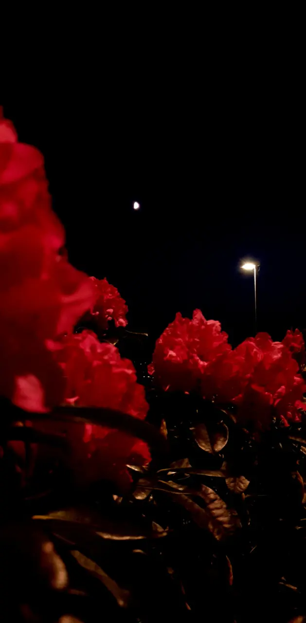 Red Flowers at Nigth
