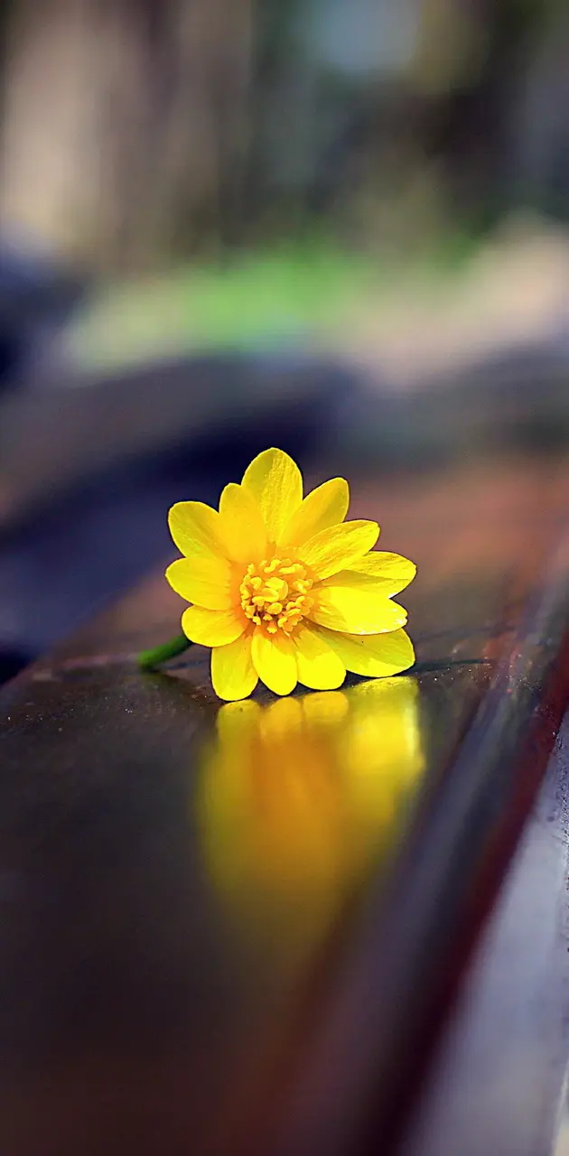 flower on bench