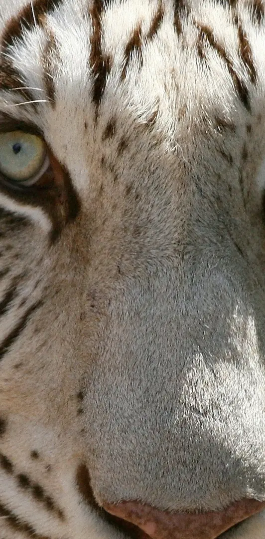 Eyes of white tiger