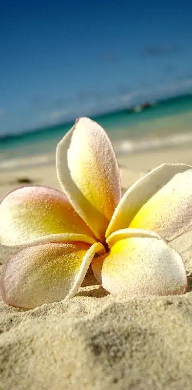 Flower On Beach